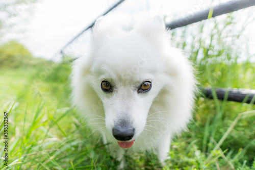 日本スピッツ 白い犬 Spitz 小型犬 Wall Mural Wallpaper Murals Tadogami 日本スピッツ 白い犬 Spitz 小型犬 Wall Mural Wallpaper Murals Tadogami
