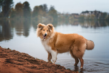 Fototapeta na wymiar Collie puppy on beach