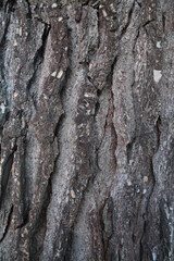 Texture, muri, legno, corteccia, metalli