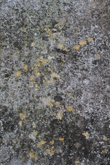 Texture, muri, legno, corteccia, metalli