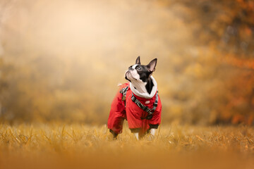 Boston terrier in autumn park