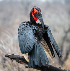 Southern Ground-hornbill contorting its neck as it preens its upper tail feathers
