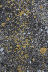 Texture, muri, legno, corteccia, metalli