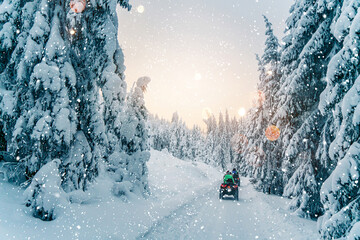 Rider driving in the quad bike race in winter in beautiful snowy road with fir trees in frozen...