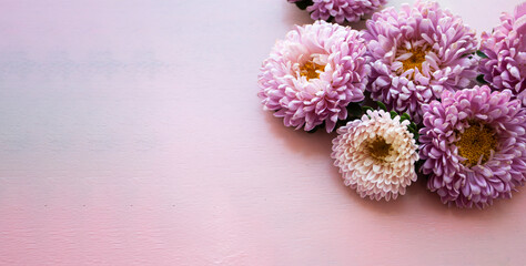 Pink long wooden banner on which lie pink aster flowers. Place for text.
