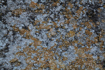 Texture, muro, foglie, corteccia, metallo