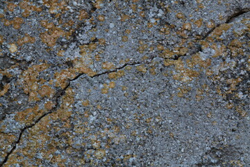 Texture, muro, foglie, corteccia, metallo
