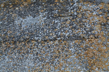 Texture, muro, foglie, corteccia, metallo