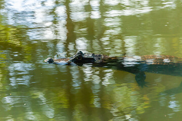 Animal of Costa Rica