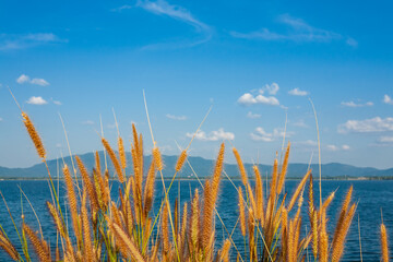 grass and blue sky