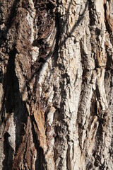 Texture, muro, foglie, corteccia, metallo