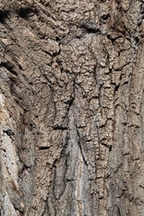 Texture, muro, foglie, corteccia, metallo