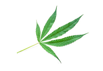 Marijuana leaves, cannabis on a white background
