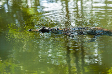 Animal of Costa Rica