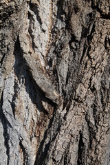 Texture, muro, foglie, corteccia, metallo