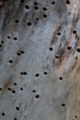 Texture, muro, foglie, corteccia, metallo