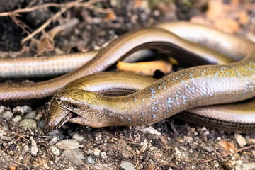 Blindschleichen, Anguis fragilis, bei der Paarung