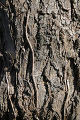 Texture, muro, foglie, corteccia, metallo