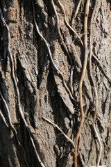Texture, muro, foglie, corteccia, metallo