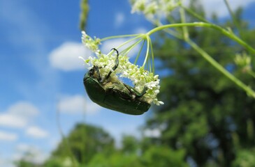 Cetonia aurata beetle on blue sky background, closeup