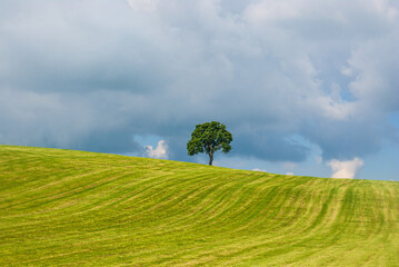 Single Tree In Rural Area - Single tree on a hill in a rural area in summer in a thunderstorm atmosphere.