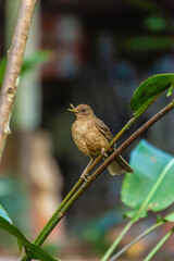 Naklejka premium bird of Costa Rica