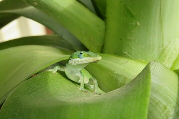 Tropical green anole lizard on pineapple leaves in Florida, closeup 