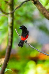 bird of Costa Rica
