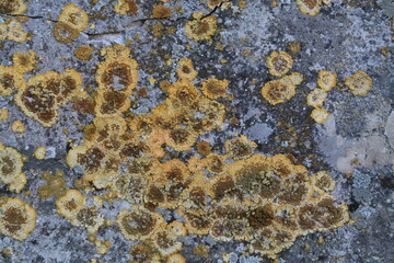 Texture, muro, foglie, corteccia, metallo