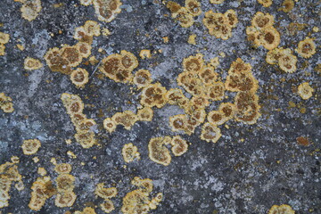 Texture, muro, foglie, corteccia, metallo
