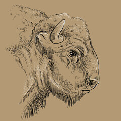 Thoughtful portrait of bison hand drawing illustration brown © alinart