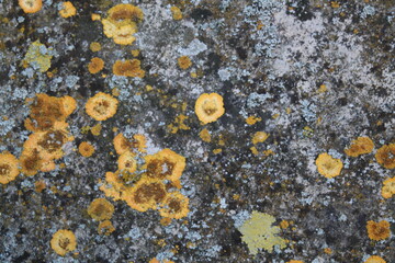 Texture, muro, foglie, corteccia, metallo