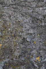 Texture, muro, foglie, corteccia, metallo