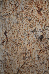 Texture, muro, foglie, corteccia, metallo