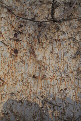 Texture, muro, foglie, corteccia, metallo