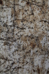 Texture, muro, foglie, corteccia, metallo