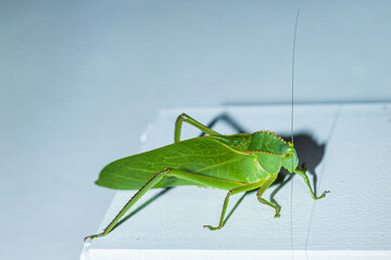insect