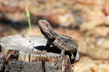 Eastern Bearded Dragon (Pogona barbata) basking on tree stump, South Australia