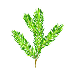 Green Pine Tree Evergreen Branch with Needle Leaves Vector Illustration