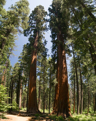 Fototapeta premium Giant sequoia trees in California, towering above normal trees