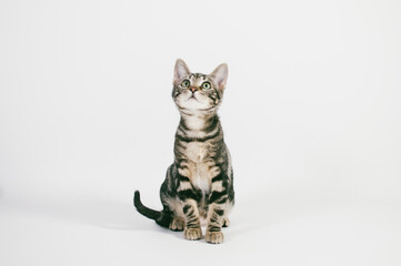 Cachorro de gato sentado mirando hacia arriba sobre sondo blanco