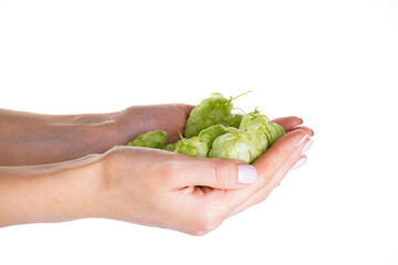 Hops in female hands isolated on white background