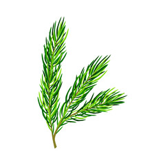 Green Pine Tree Evergreen Branch with Needle Leaves Vector Illustration