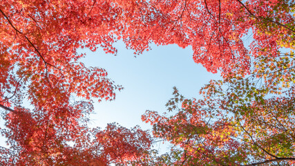 Fototapeta premium 壁紙・紅葉