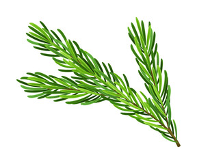 Evergreen Pine Tree Branch with Needle Leaves Vector Illustration