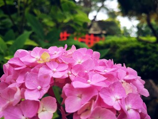 Fototapeta premium Bridge Garden #1