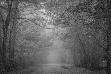 Black and white view of stone paved road and car lights in the fog. Autumnal aura is all around Kampinos National Park, Poland.
