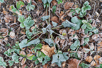 strawberries plants in the winter garden