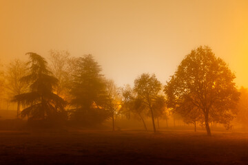 Park with trees covered in mist. Night photo. Christmas time. Cold and snow