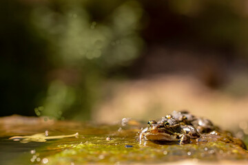 Anura frog in türkiye nature , amfibiler , frog .